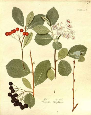 Aronia czarnoowocowa