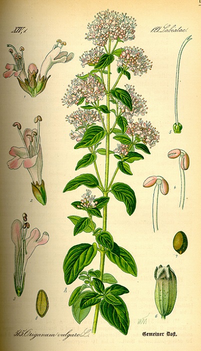 Lebiodka pospolita (oregano)