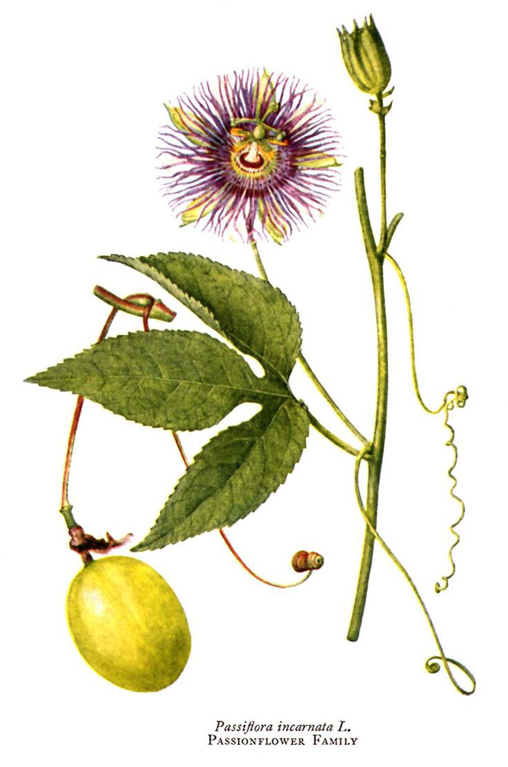 Męczennica cielista (Passiflora jadalna)