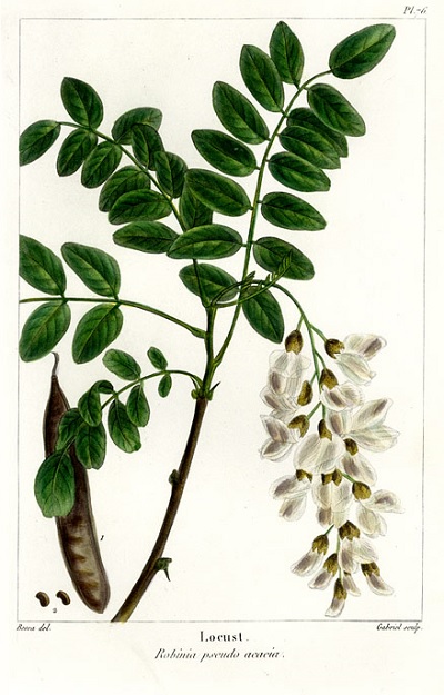 Robinia akacjowa